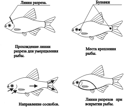 Препарирование рыбы