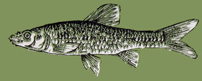 Pseudorasbora parva