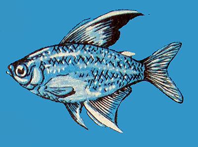 Hyphessobrycon ornatus