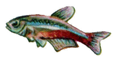 Hyphessobrycon innesi