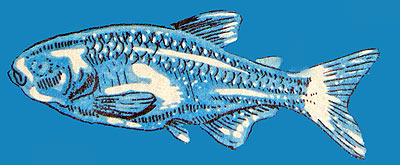 Anoptichthys jordani