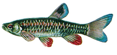 Pyrrhulina rachoviana