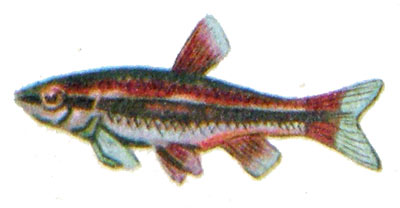 Nannostomus aripirangensis