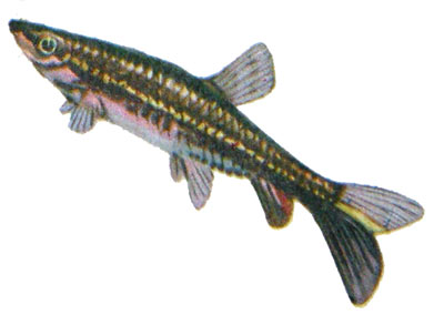 Nannostomus unifasciatus 