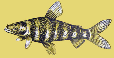 Leporinus fasciatus