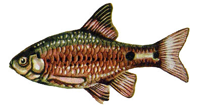 Barbus conchonius