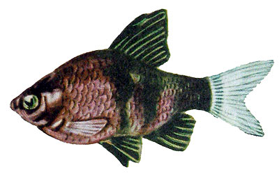 Barbus nigrofasciatus