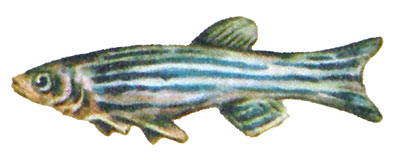 Brachydanio rerio