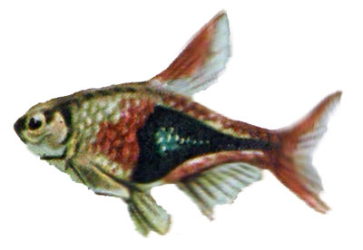 Rasbora heteromorpha