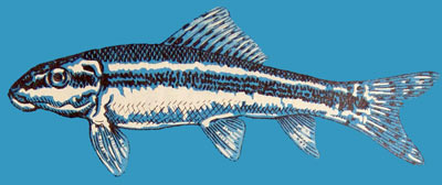 Gyrinocheilus aymonieri