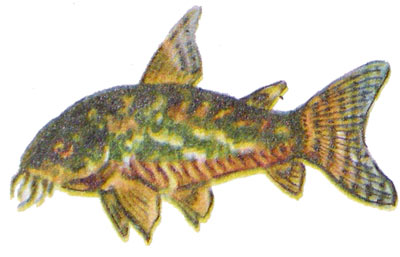 Corydoras paleatus