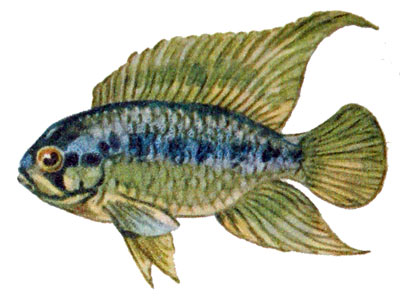 Apistogramma ramirezi