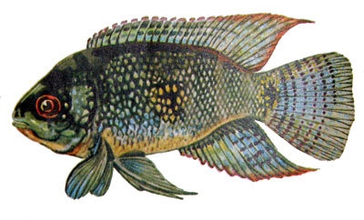 Cichlasoma biocellatum