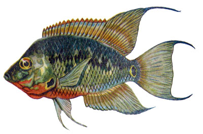 Cichlasoma meeki