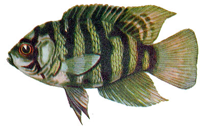 Cichlasoma facetum