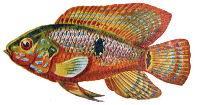 Hemichromis bimaculatus