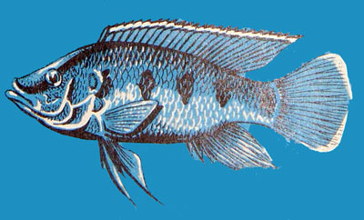 Hemichromis fasciatus