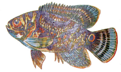 Astronotus ocellatus