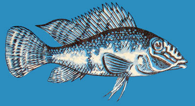 Geophagus jurupari