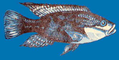 Tilapia mossambica