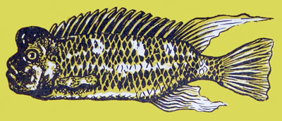 Steatocranus casuarius