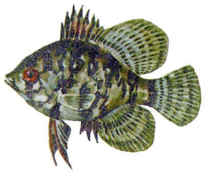 Mesogonistius chaetodon