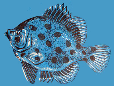 Scatophagus argus