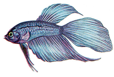 Betta splendens