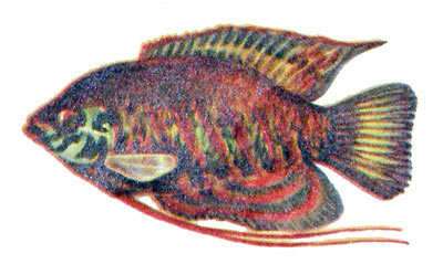 Colisa labiosa