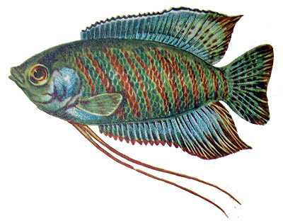 Colisa fasciata