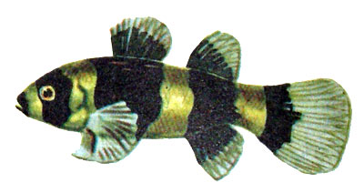 Brachygobius xanthozona