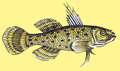 Stigmatogobius sadanundio