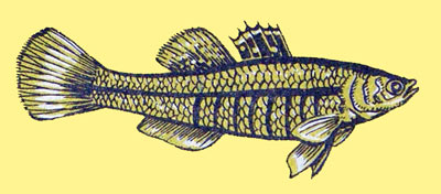 Hypseleotris cyprinoides