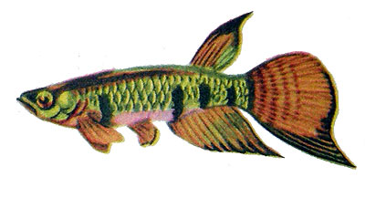 Epiplatys shaped