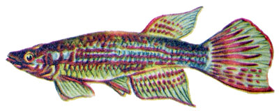 Epiplatys macrostigma