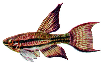 Aphyosemion bivittatum