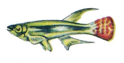 Aplocheilichthys macrophthalmus