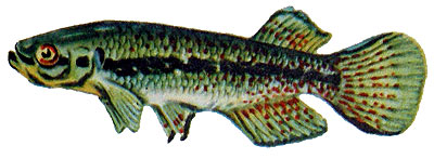 Rivulus cylindraceus