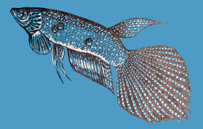 Pterolebias longipinnis