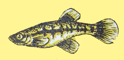 Heterandria formosa