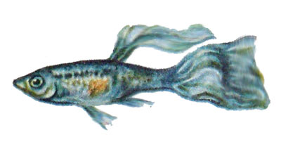 Lebistes reticulatus