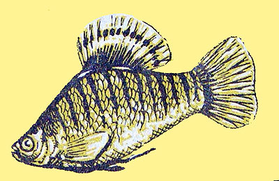 Limia Nigrofasciata