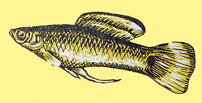 Pseudoxiphophorus bimaculatus