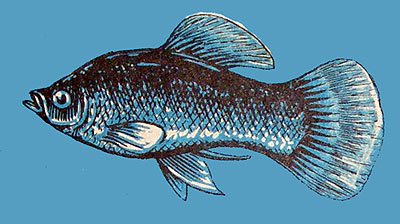 Xiphophorus maculatus